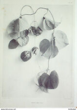 Dioscorea species gravure d'occasion  Carpentras