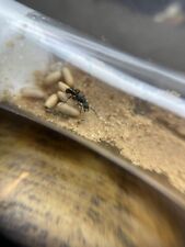 Ant sand perfect for sale  HORSHAM
