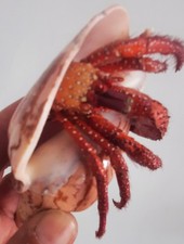 Taxidermie bernard hermite d'occasion Taxidermie bernard hermite d'occasion  Montpellier-