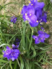 Spiderwort tradescantia plant for sale  Tatum
