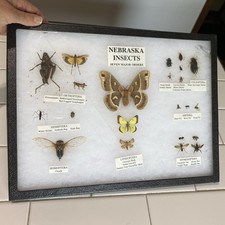 Real insect taxidermy for sale  Oneill