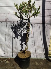 Twisted standard salix for sale  HARLOW