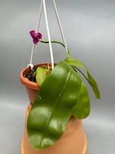 Phalaenopsis violacea red gebraucht kaufen  Wolfsburg