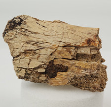 Hadrosaur transverse process for sale  Rockledge