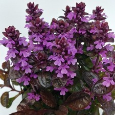 Ajuga midnight mystery for sale  LLANDYSUL