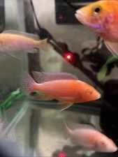 Albino dragon blood for sale  Shorewood
