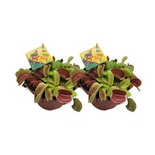 Dionaea muscipula venusfliegen gebraucht kaufen  Düsseldorf