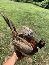 bird hunting for sale  Rittman
