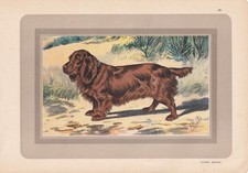 1931 sussex spaniel for sale  BIDEFORD