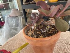 Echeveria hortencia currently for sale  Norwalk