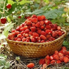Fraises sauvages reine d'occasion  Expédié en France