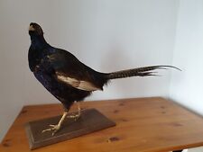 Taxidermie magnifique faisan d'occasion  L'Aigle