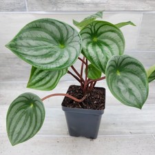 peperomia for sale  Reseda