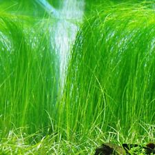 Hair grass live for sale  BUCKFASTLEIGH