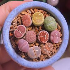 Lithops pot 5cm for sale  Shipping to Ireland