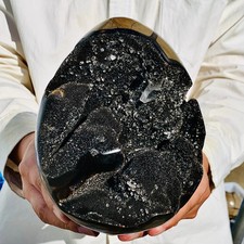 7.0lb natural turtle for sale  Burlington