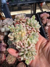 Imported cute bean for sale  San Leandro
