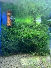 Java moss live for sale  BRANDON