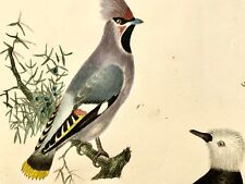 1819 waxwing tody for sale  NORWICH