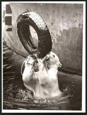 Fotografie eisbär polarbär gebraucht kaufen Fotografie eisbär polarbär gebraucht kaufen  Berlin