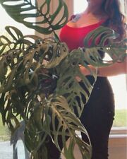 Monstera esqueleto for sale  New Philadelphia