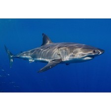 Great white shark for sale  Van Nuys