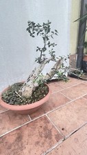 Prebonsai olivastro doppio usato  Savignano sul Rubicone