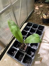 Kerriodoxa elegans palm for sale  Port Saint Lucie