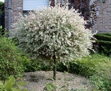 Salix hakuro nishiki gebraucht kaufen  Lastrup