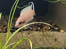 Neolamprologus brichardi unsex for sale  Lemon Grove