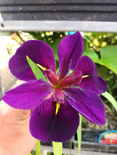 Iris versicolor purple for sale  SHEERNESS