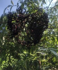 American elderberry cuttings for sale  Youngsville