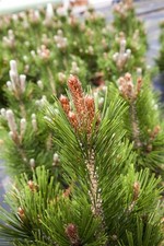 Pinus heldreichii little gebraucht kaufen  Westerstede