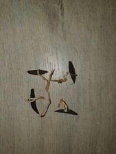 Licuala mattanensis semi usato  Spedire a Italy