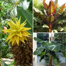 Banana plant collection for sale  PETERBOROUGH