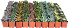Assorted succulent plant for sale  Los Angeles