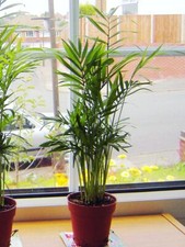 1pot upright palm for sale  BIRMINGHAM