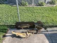 Taxidermy fish for sale  Lorain