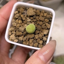 Exact plant 1pcs for sale  GLASGOW