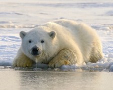 Quadro de celebridade urso polar água potável 8x10 impressão comprar usado  Enviando para Brazil