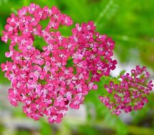 Achillea millefolium yarrow for sale  DEWSBURY