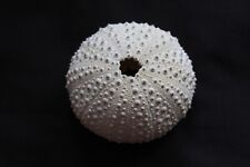 Large white knobbly for sale  HARLOW