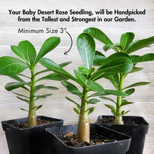 desert rose for sale desert rose for sale  Orlando