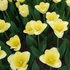 Tulip mid friendship for sale  IPSWICH