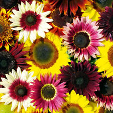 Seeds sunflower dwarf for sale  READING