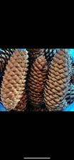 Norway spruce cones for sale  KINGSWINFORD