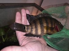 Mayan cichlids fresh d'occasion  Expédié en Belgium