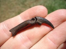 Rare raptor claw for sale  Tallahassee