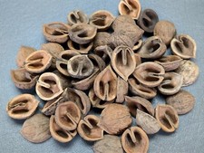 Lot black walnut for sale  Olympia