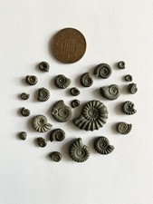 Pyrite ammonite fossils for sale  SOUTHSEA